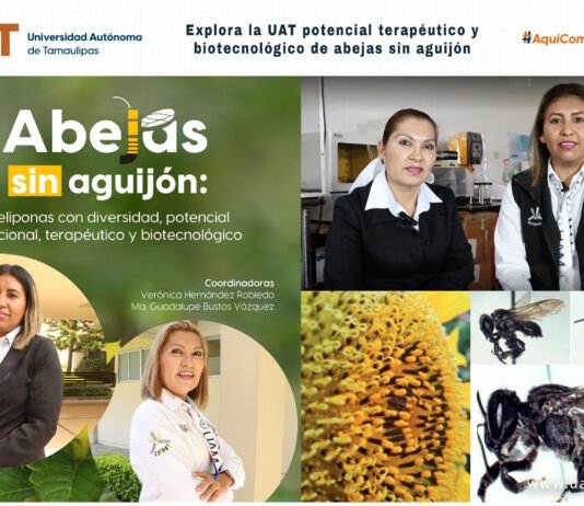 Explora la UAT potencial terapéutico y biotecnológico de abejas sin aguijón