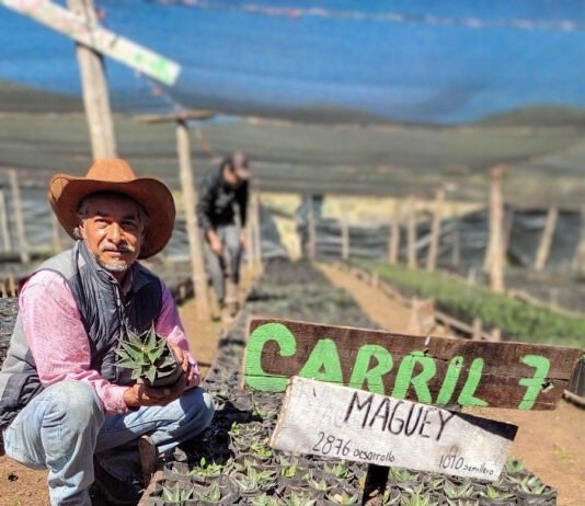 Busca la UAT preservar la genética de especies de maguey