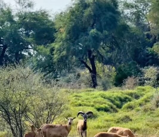 Logra la UAT el nacimiento de dos crías de borrego muflón europeo
