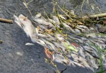 Activan respuesta inmediata por mortandad peces en canal de El Mante