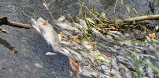 Activan respuesta inmediata por mortandad peces en canal de El Mante