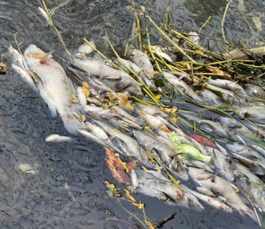 Activan respuesta inmediata por mortandad peces en canal de El Mante