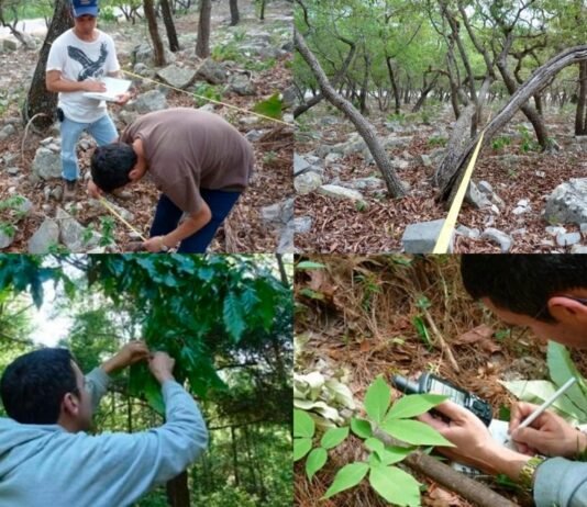 Busca la UAT conservar bosques de encino con tecnología geoespacial