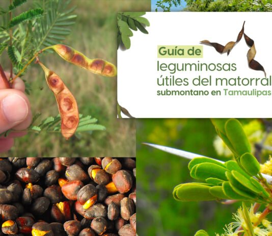 La UAT invita a conocer más sobre las leguminosas y su aprovechamiento