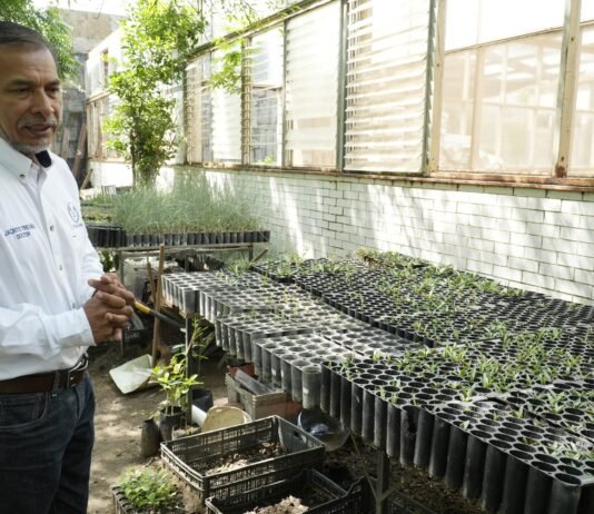 Implementa la UAT manejo sustentable del maguey mezcalero en Miquihuana