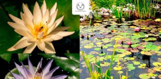 Colabora UAT en la conservación de humedales y ecosistemas acuáticos