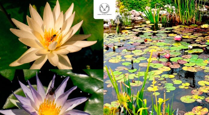 Colabora UAT en la conservación de humedales y ecosistemas acuáticos